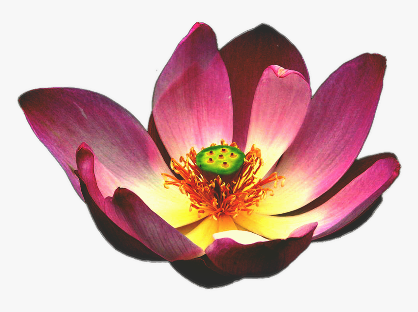 Flower Blooming Png, Transparent Png, Free Download