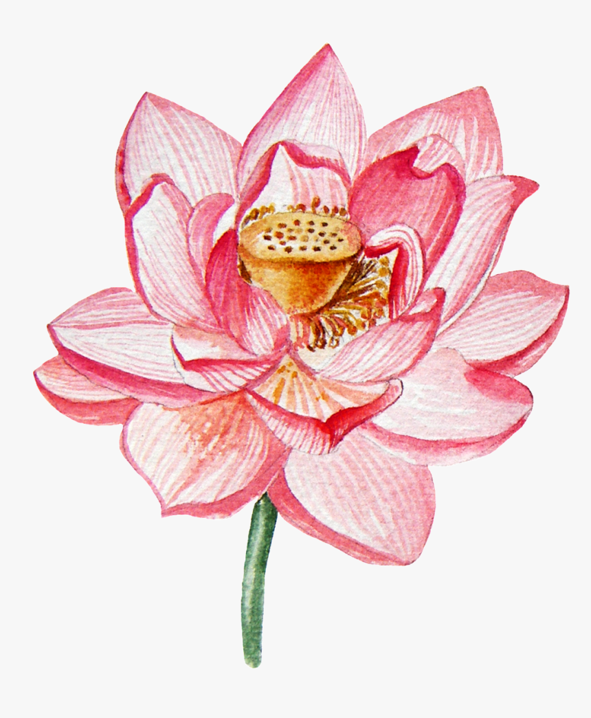 Sacred Lotus , Png Download - Sacred Lotus, Transparent Png, Free Download