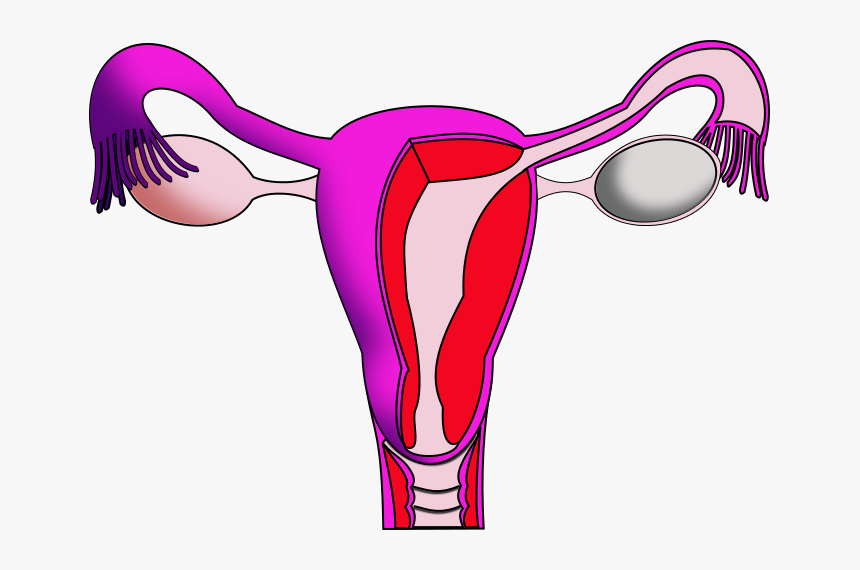 Menstrual Cycle Menstruation Clipart, HD Png Download, Free Download