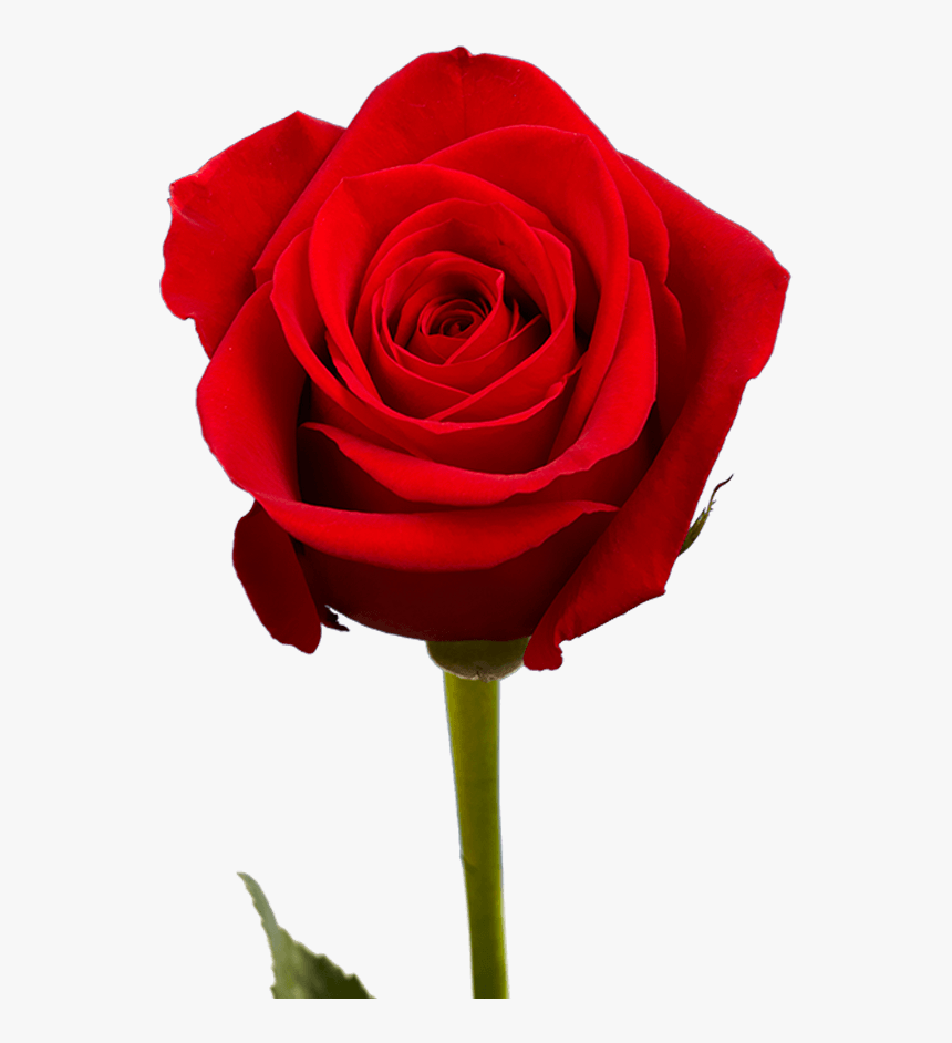 Natural Red Rose, HD Png Download - kindpng