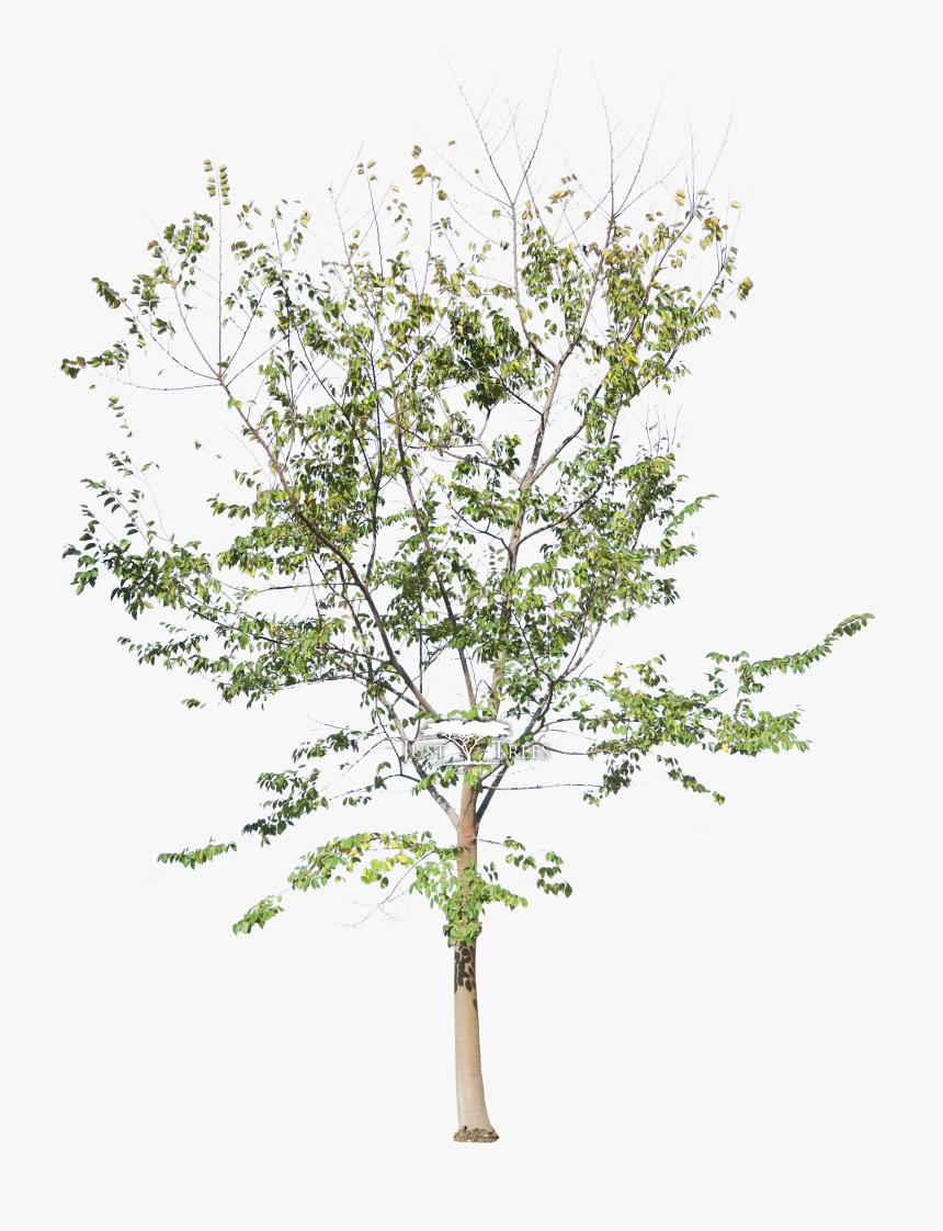 Transparent Plant Growing Png - Lärche Baum, Png Download, Free Download