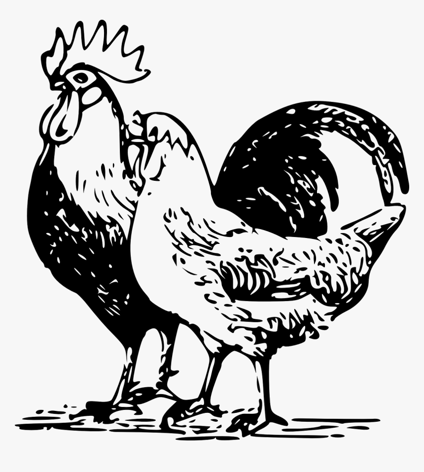 Poultry Images Clip Art Download, HD Png Download, Free Download