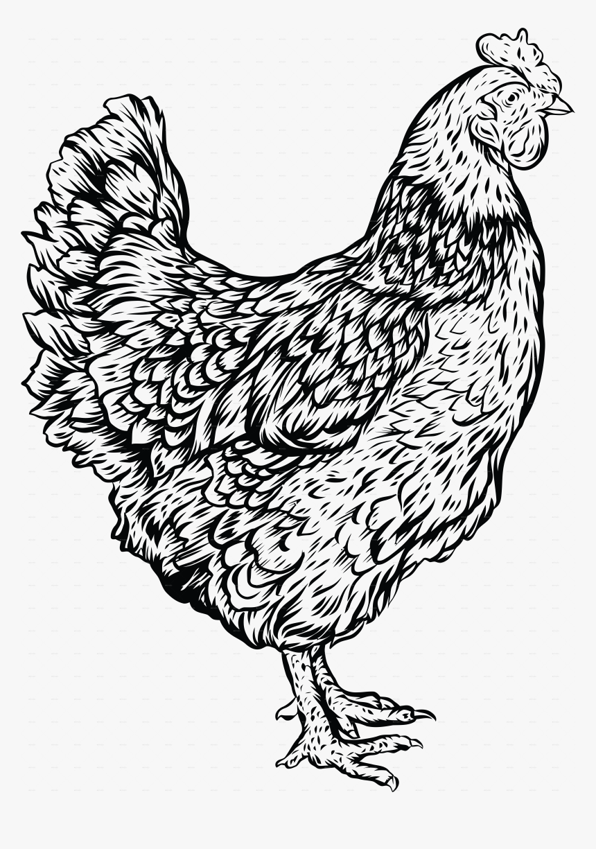 White Hen Png, Transparent Png, Free Download