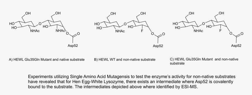 Lysozymeintermediates Copy - Aspartate And Glutamate Lysozyme, HD Png Download, Free Download