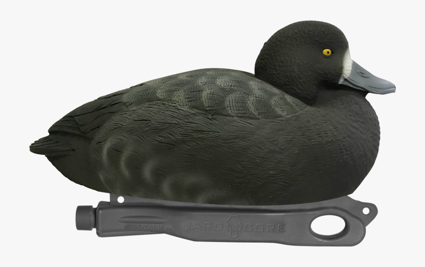 Greater Scaup, HD Png Download, Free Download