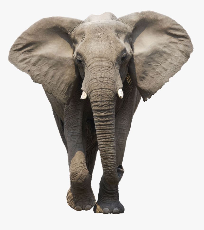 Elephant Png, Transparent Png, Free Download