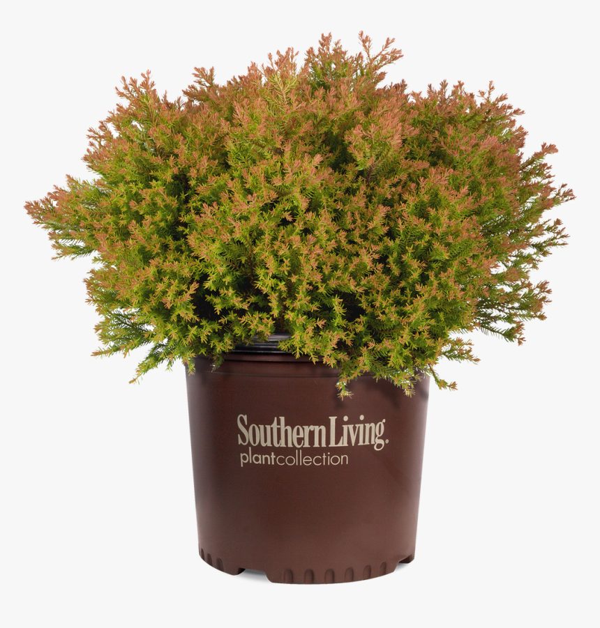 Fire Chief Arborvitae In Branded Pot - Southern Living Magazine, HD Png Download, Free Download