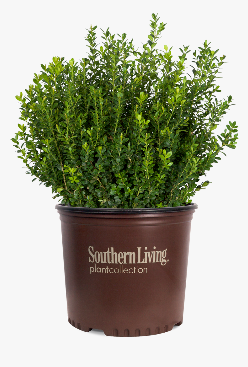 Baby Gem Boxwood In Container - Plantas Buxus Png, Transparent Png, Free Download