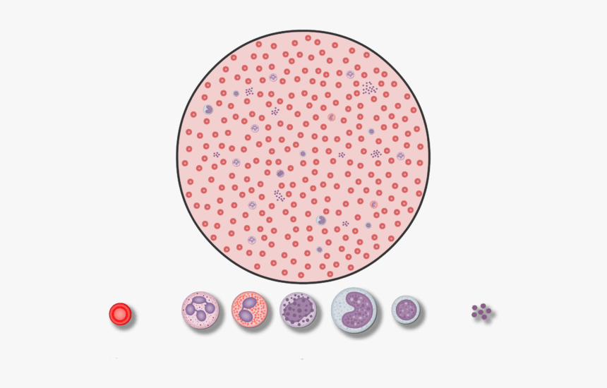 Animation Showing Magnified View Of A Drop Of Blood - Full Blood Count Cells, HD Png Download, Free Download
