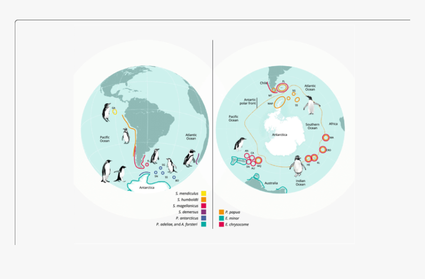 Map Of Studied Penguin Distribution - Penguins On The Map, HD Png Download, Free Download