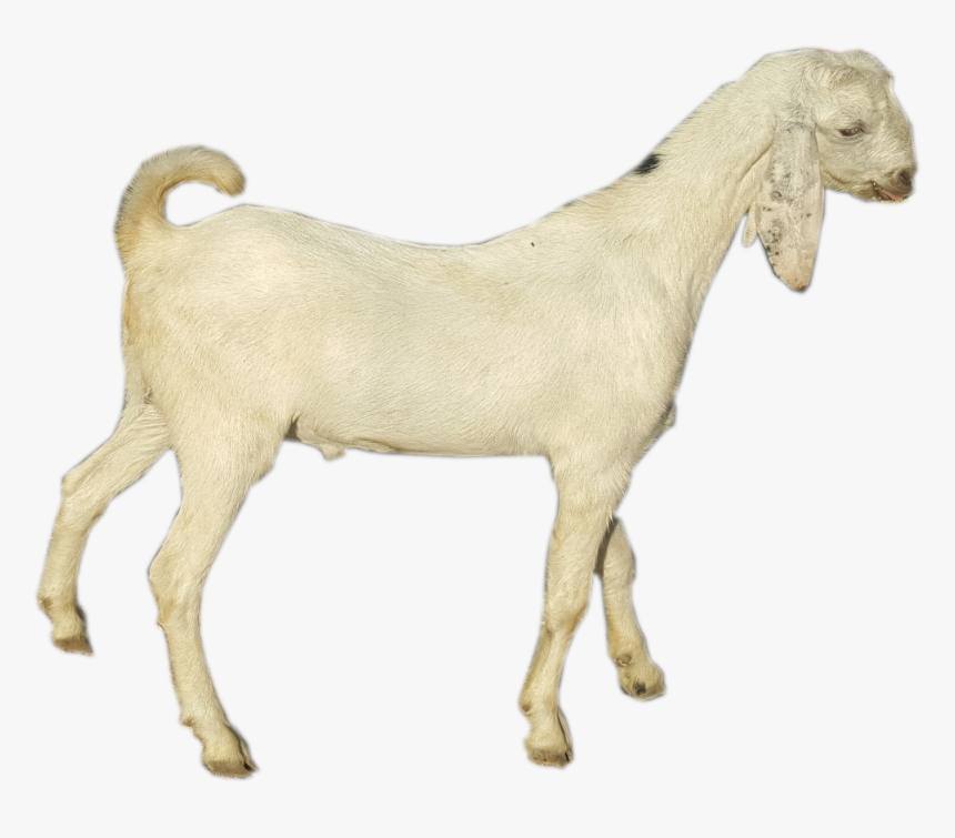 Goat , Png Download - Goat, Transparent Png, Free Download