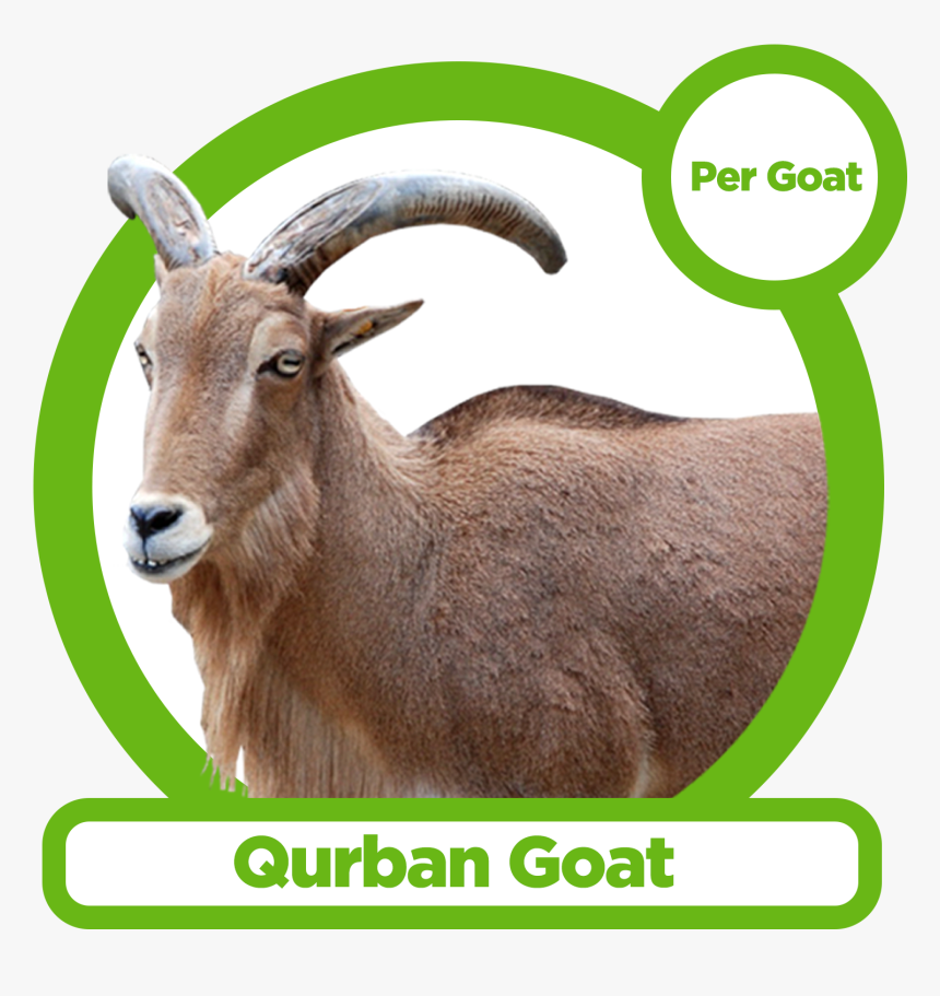 Qurban Cow, HD Png Download, Free Download