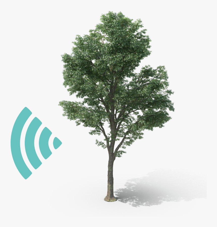 Transparent Wooden Pole Png - Mexican Pinyon, Png Download, Free Download