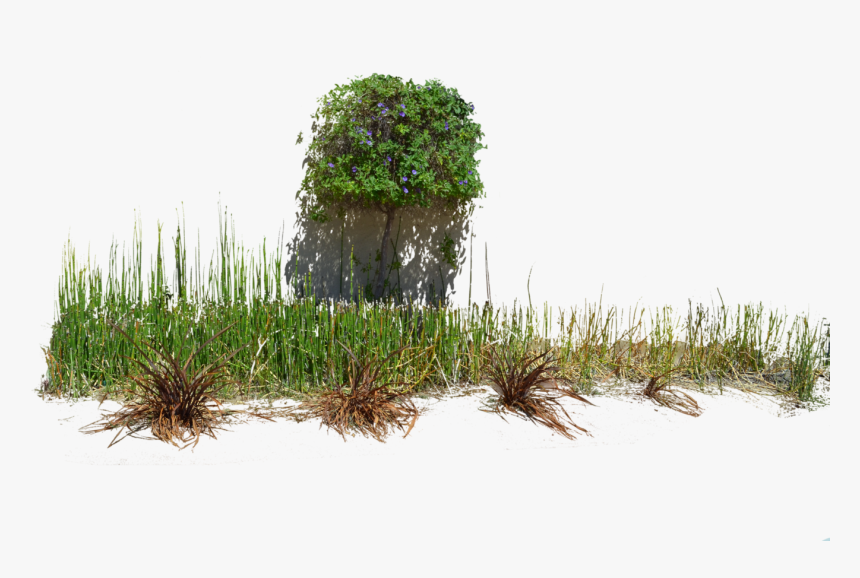 7 Kbytes - Png Tree Grass, Transparent Png, Free Download