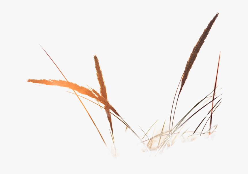 Grass, HD Png Download, Free Download