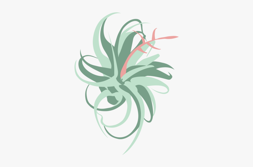 Air Plant City Logo Images-13 - Air Plants Illustration Png, Transparent Png, Free Download