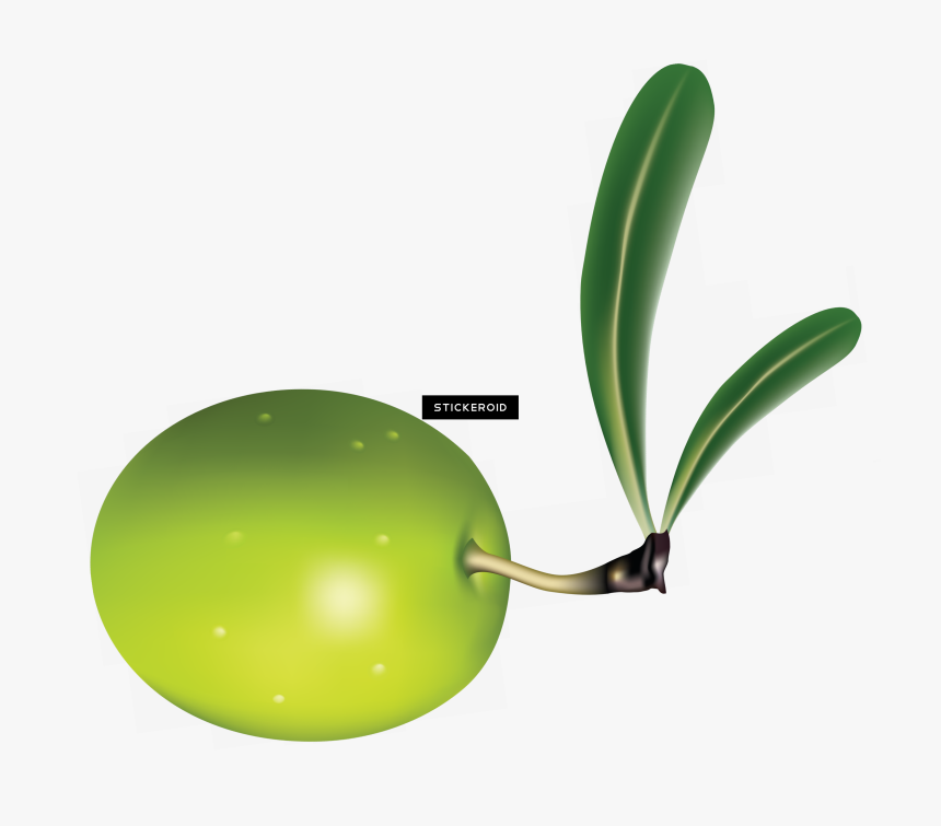 Olive Clipart Jamun Fruit - Clip Art, HD Png Download, Free Download