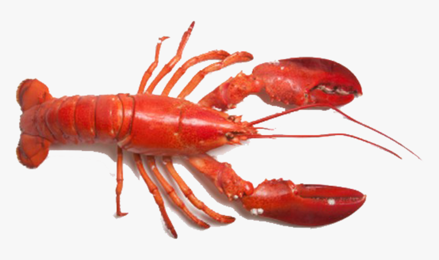 Transparent Lobster Tail Png - Lobster Png Hd, Png Download, Free Download