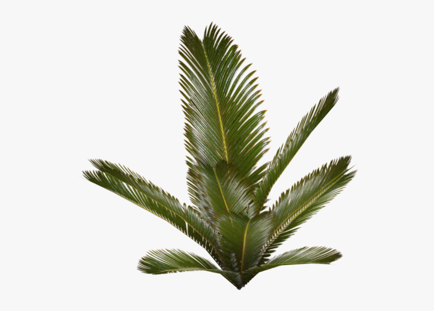 Palm Plant - Palm Fern Png, Transparent Png, Free Download