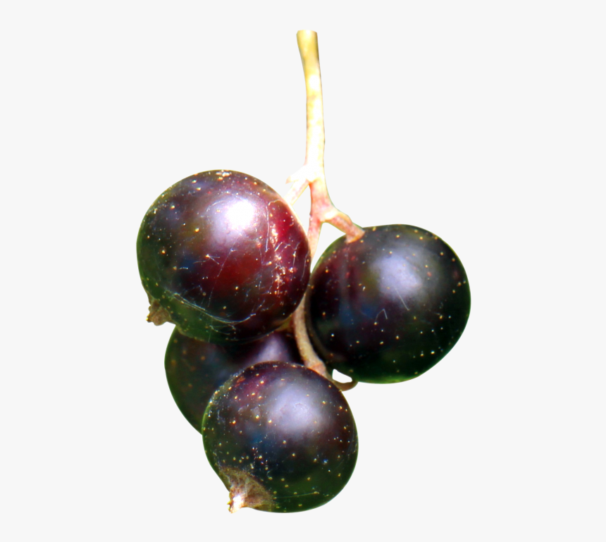 Blackcurrants Png, Transparent Png, Free Download