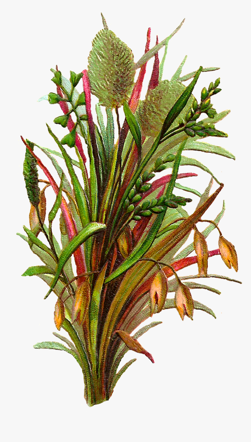 Plant Clipart Artwork - Png Botanical Illustration Digital, Transparent Png, Free Download