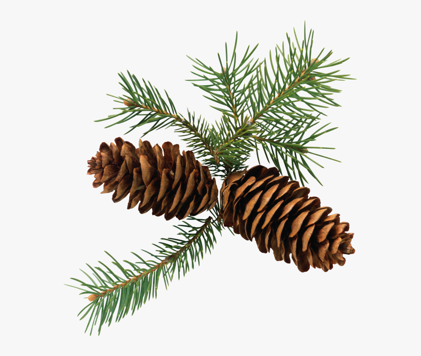 Pine Cone 3d Png Image - Pine Cones Png, Transparent Png, Free Download