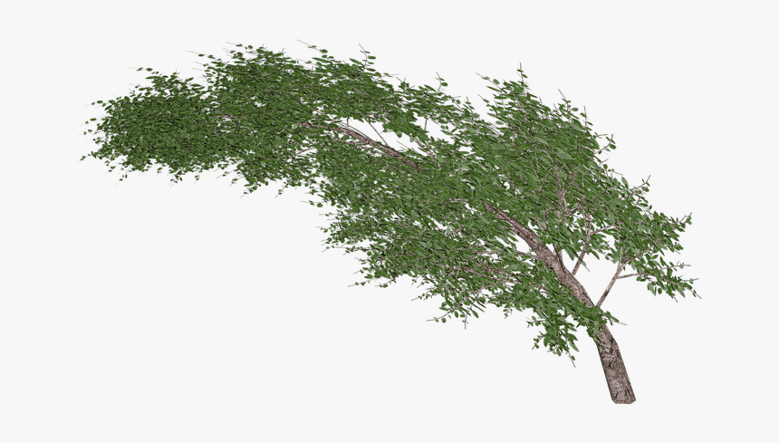 Tree Waving In Wind - Arbol Viento Png, Transparent Png, Free Download