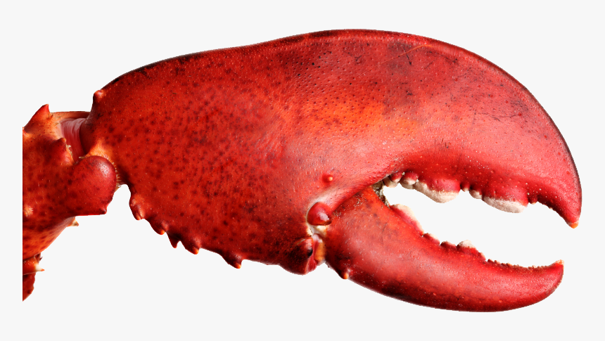Lobster Crusher Claw, HD Png Download, Free Download
