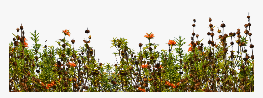 Transparent Wild Flowers Png - Flowers In Ground Png, Png Download, Free Download