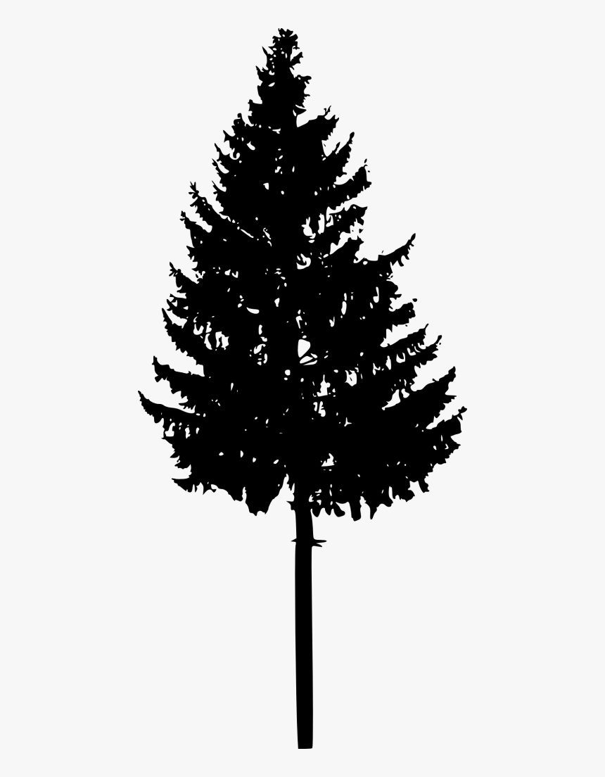 Spruce Fir Christmas Tree Silhouette - White Pine, HD Png Download, Free Download