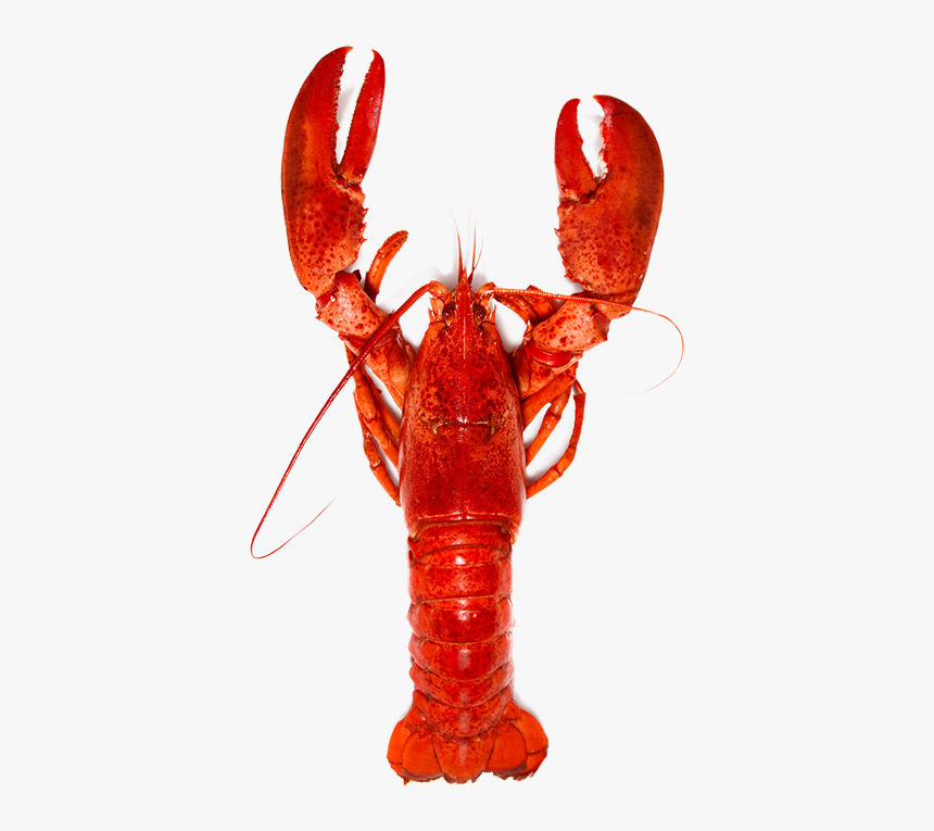 Benefit Of Lobster, HD Png Download, Free Download