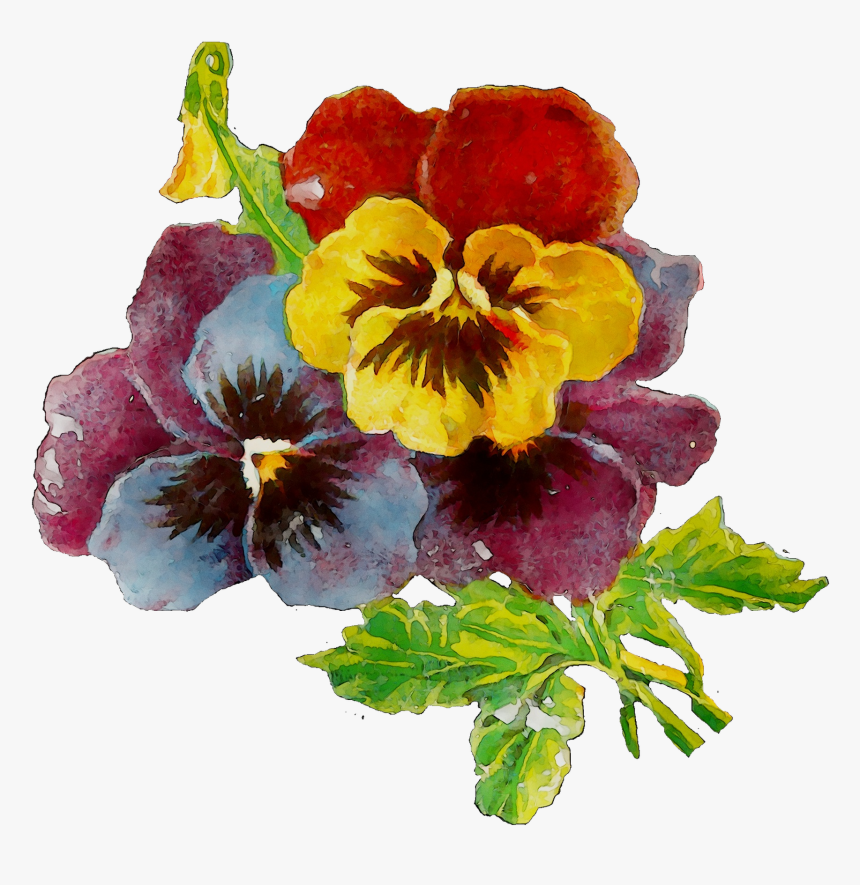 Pansy Plants Plant Annual Primrose Download Hd Png - Pansy, Transparent Png, Free Download