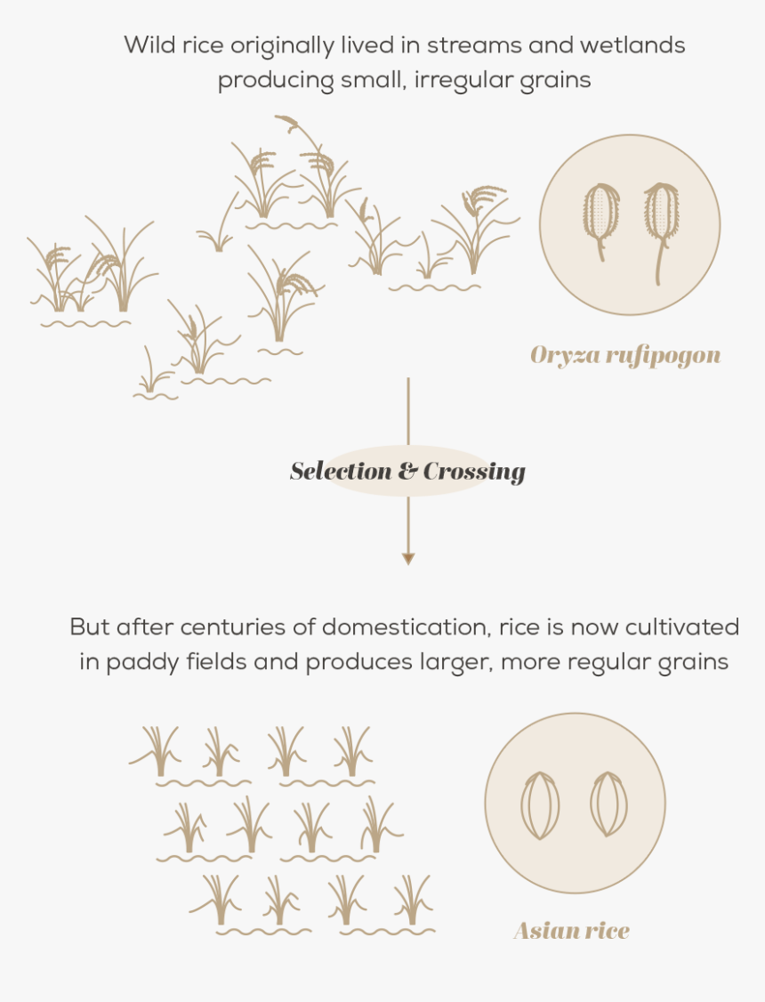 Transparent Rice Plant Clipart - Crop Wild Relatives Graph, HD Png Download, Free Download