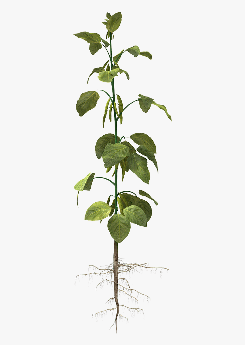 Soybean Plant Clipart, HD Png Download, Free Download