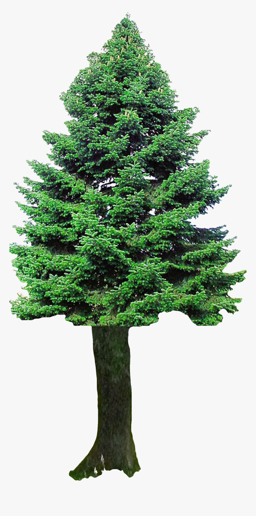 Transparent Background Cedar Tree Png, Png Download, Free Download