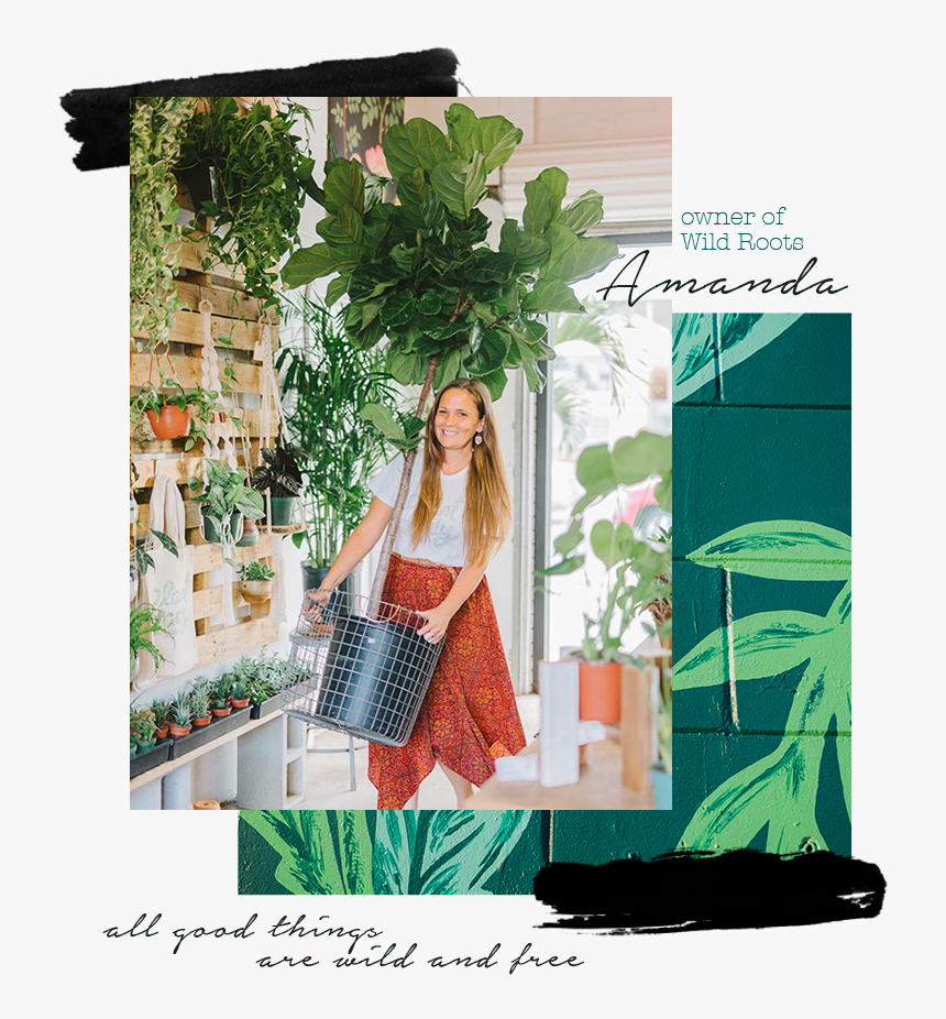 Amanda-wildroots - Banner, HD Png Download, Free Download
