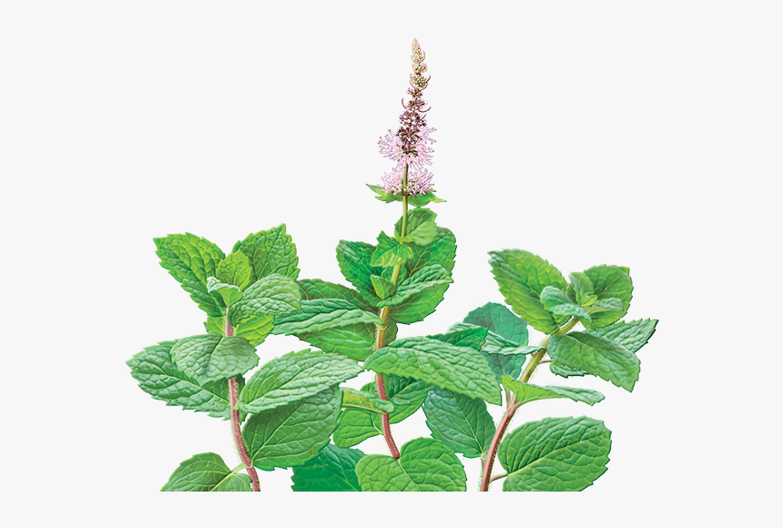 Catnip Drawing Plant - Mentha Spicata Draw, HD Png Download, Free Download