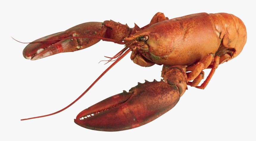 Lobster Png - Lobster With Transparent Background, Png Download, Free Download