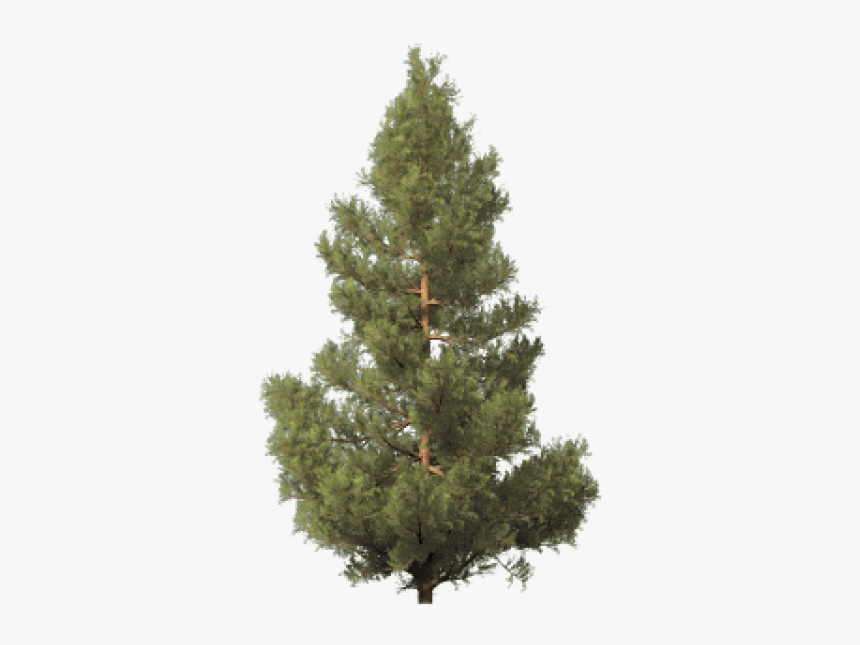 Fir Tree Free Png Image Download - Spruce Artificial Christmas Tree, Transparent Png, Free Download