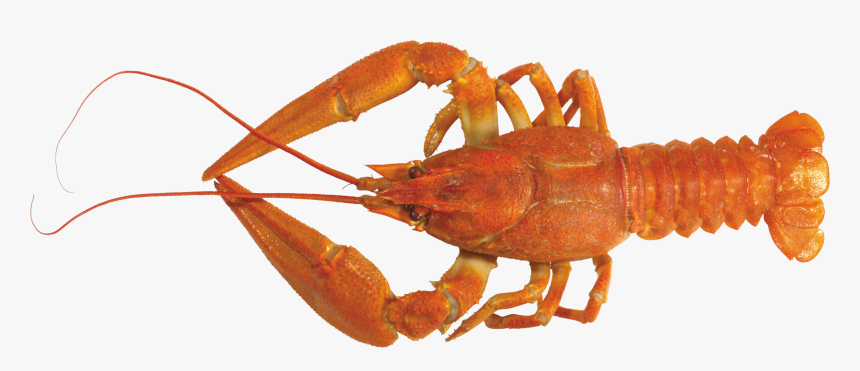 Lobster Png - American Lobster Png, Transparent Png, Free Download