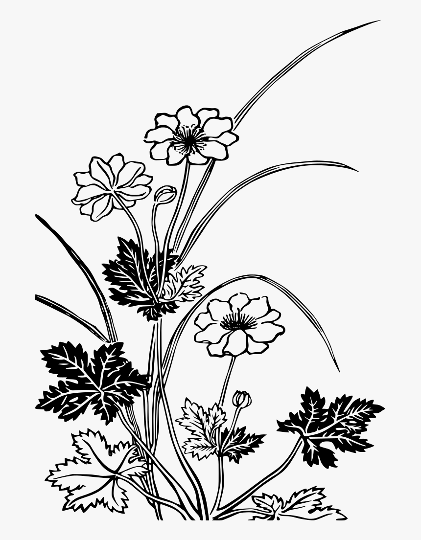 Flowering Plants Black And White, HD Png Download, Free Download