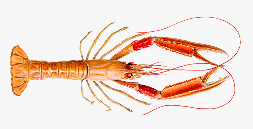 Lobster - Icelandic Lobster, HD Png Download, Free Download