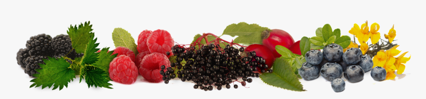 Elderberry, HD Png Download, Free Download