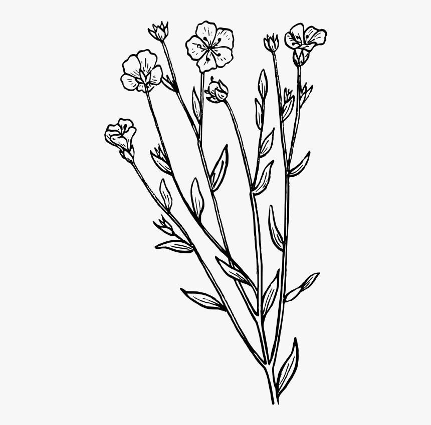 Lavender Clipart Black And White, HD Png Download, Free Download