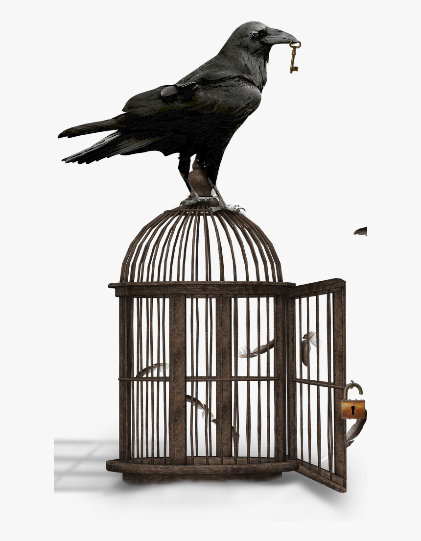 Transparent Bird Cage Png, Png Download, Free Download