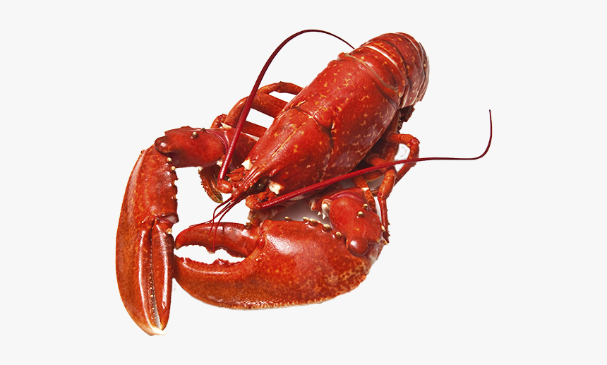 Lobster Png, Transparent Png, Free Download