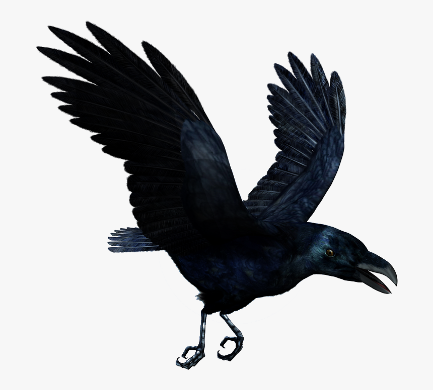 Raven Flying Png, Transparent Png, Free Download