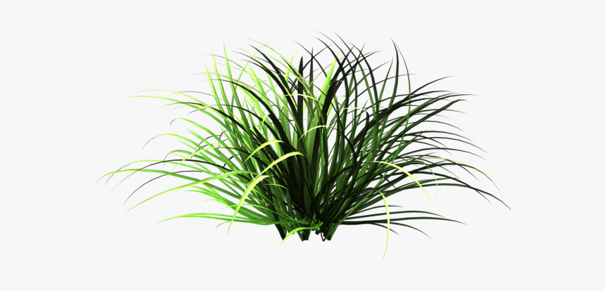 Wild Grass Patch Png, Transparent Png, Free Download