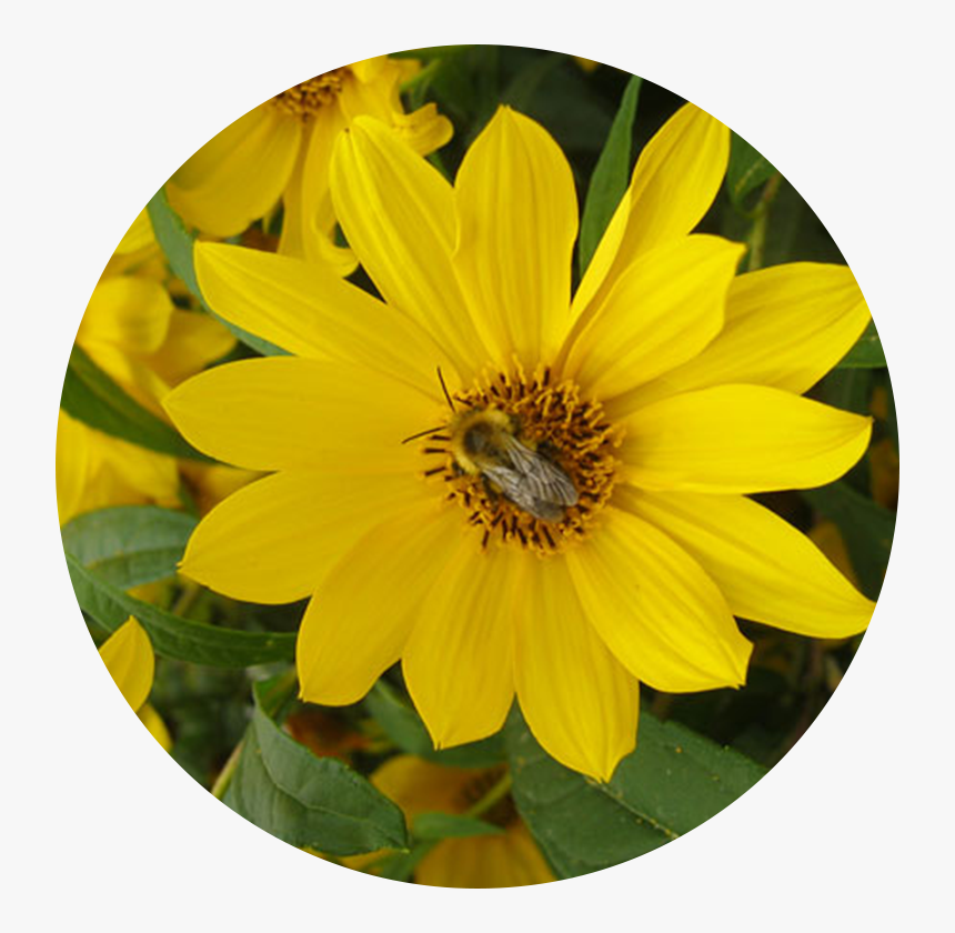 Yellow Flower - African Daisy, HD Png Download, Free Download