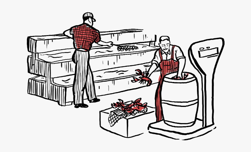 Lobster Grading And Sizes - Cartoon, HD Png Download, Free Download